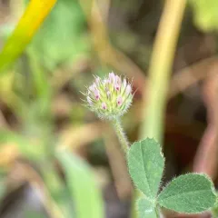 small-headed clover thumbnail 4