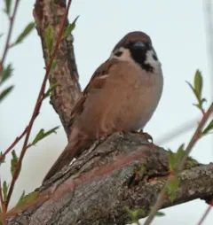 Eurasian Tree Sparrow thumbnail 4