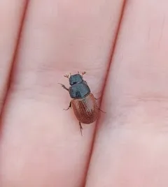 Aphodius pedellus thumbnail 4