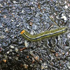 Yellow-necked Caterpillar Moth thumbnail 3