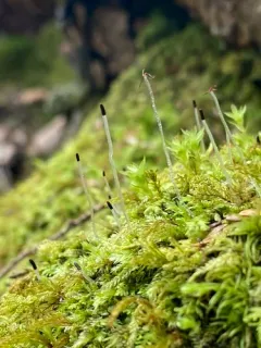 Common Pouchwort thumbnail 2