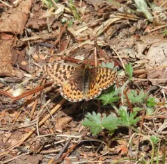 Freija Fritillary thumbnail 2