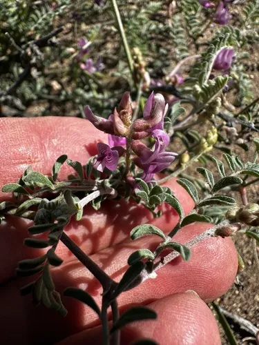 Alvord Milkvetch