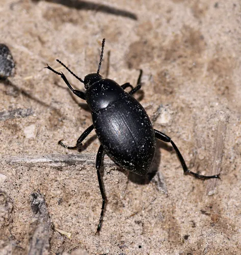 Eleodes fusiformis