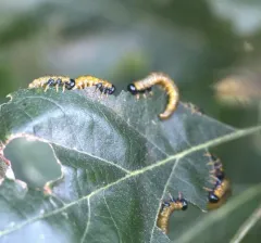 Willow Oak Sawfly thumbnail 2