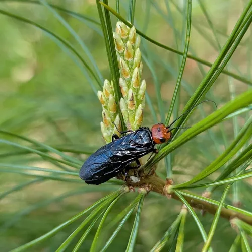 Pine False Webworm