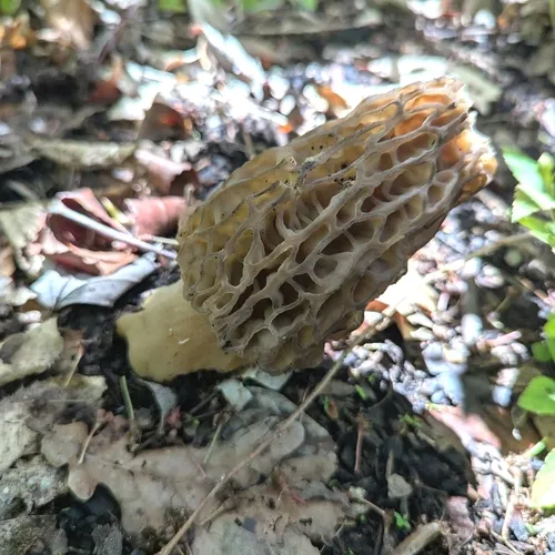 black morel