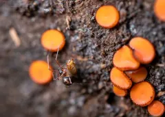 Hump-headed Shield Sheetweaver thumbnail 3