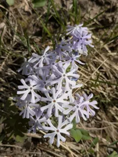 cleft phlox thumbnail 3