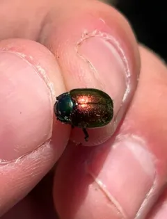 Gold-winged Leaf Beetle thumbnail 4