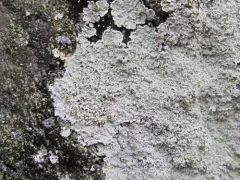 Elf-ear Dust thumbnail 4