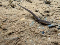 Duck Leech thumbnail 2