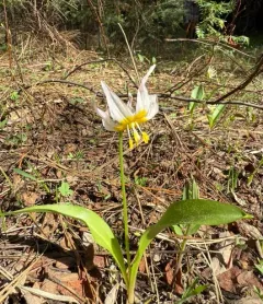 Klamath fawn lily thumbnail 3