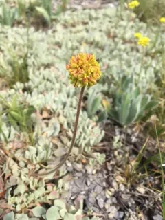 Jaynes Canyon buckwheat thumbnail 3