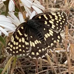 Sagebrush Checkerspot thumbnail 3