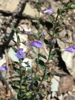 snapdragon skullcap thumbnail 2
