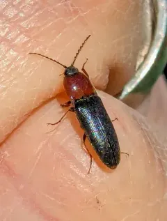 Ampedus rubricollis thumbnail 1