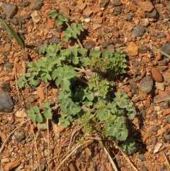 howell's lomatium thumbnail 2