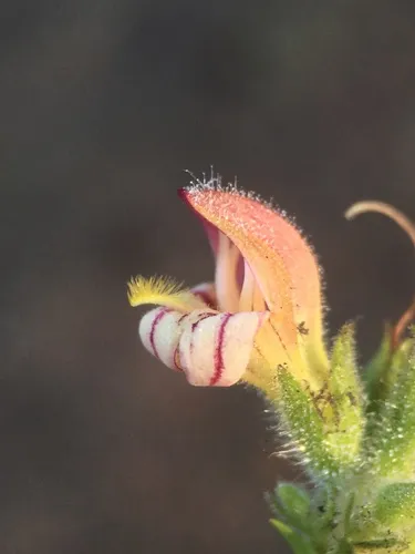 Lemmon's keckiella