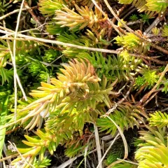 Reflexed Stonecrop thumbnail 2