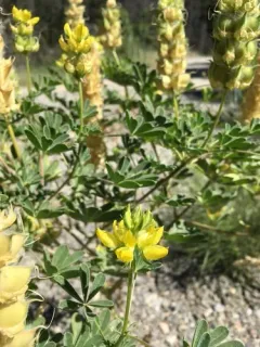Butter Lupine thumbnail 2