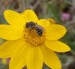 Tansy Mustard Sweat Bee thumbnail 4