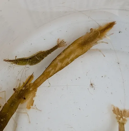 stiletto coastal shrimp