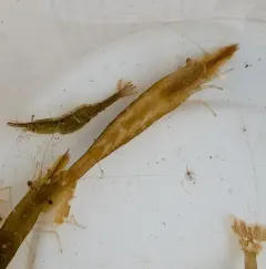 stiletto coastal shrimp thumbnail 1