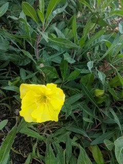 bigfruit evening primrose thumbnail 1