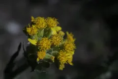 rayless ragwort thumbnail 2