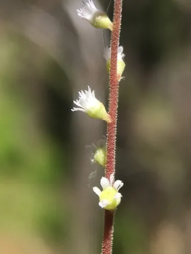 Angleleaf Miterwort
