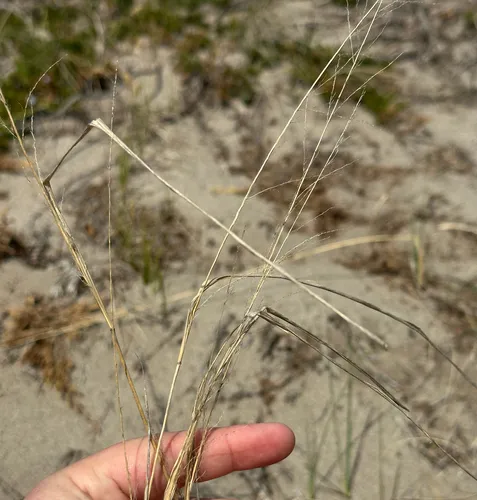 Sand Dropseed