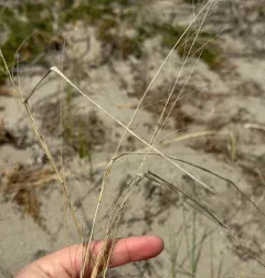 Sand Dropseed thumbnail 1