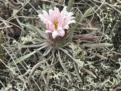 Easter daisy