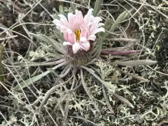 Easter daisy thumbnail 1