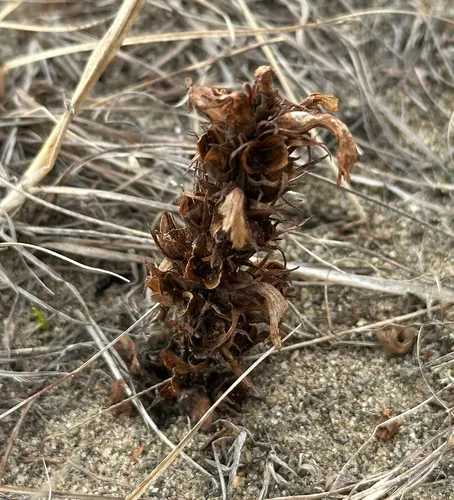 Louisiana broomrape