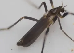 Chasmatonotus univittatus thumbnail 3