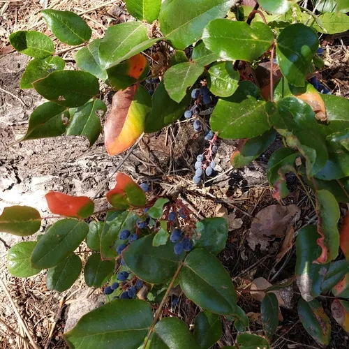 creeping mahonia