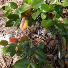 creeping mahonia thumbnail 1