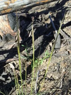 Western Needlegrass thumbnail 4