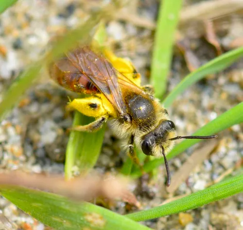 Red-tailed Mining Bee