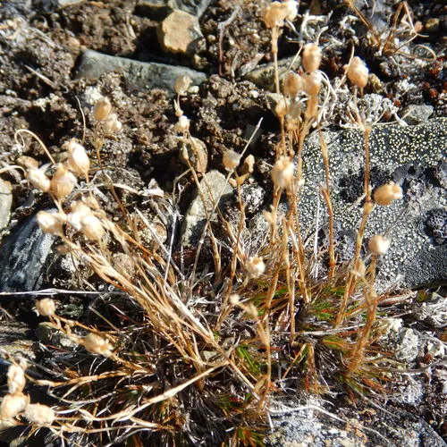 Fescue Sandwort