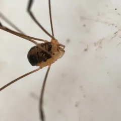 Nelima elegans thumbnail 4