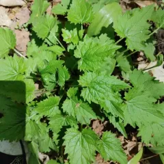 Nettle-leaved Bellflower thumbnail 1