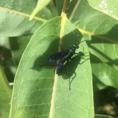 Common Blue Mud-dauber Wasp thumbnail 2