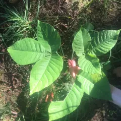common hoptree thumbnail 2