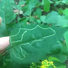 Ophiomyia maura thumbnail 2