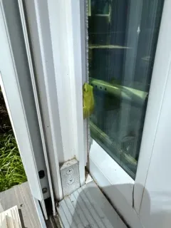 Green Tree Frog thumbnail 2