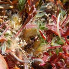 Huddelson's Crazy-weed thumbnail 3