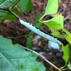 Maple Looper Moth thumbnail 3